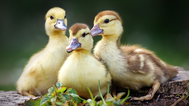 Quick Case Study: How a Duck Rescue Led to a DC's Disability